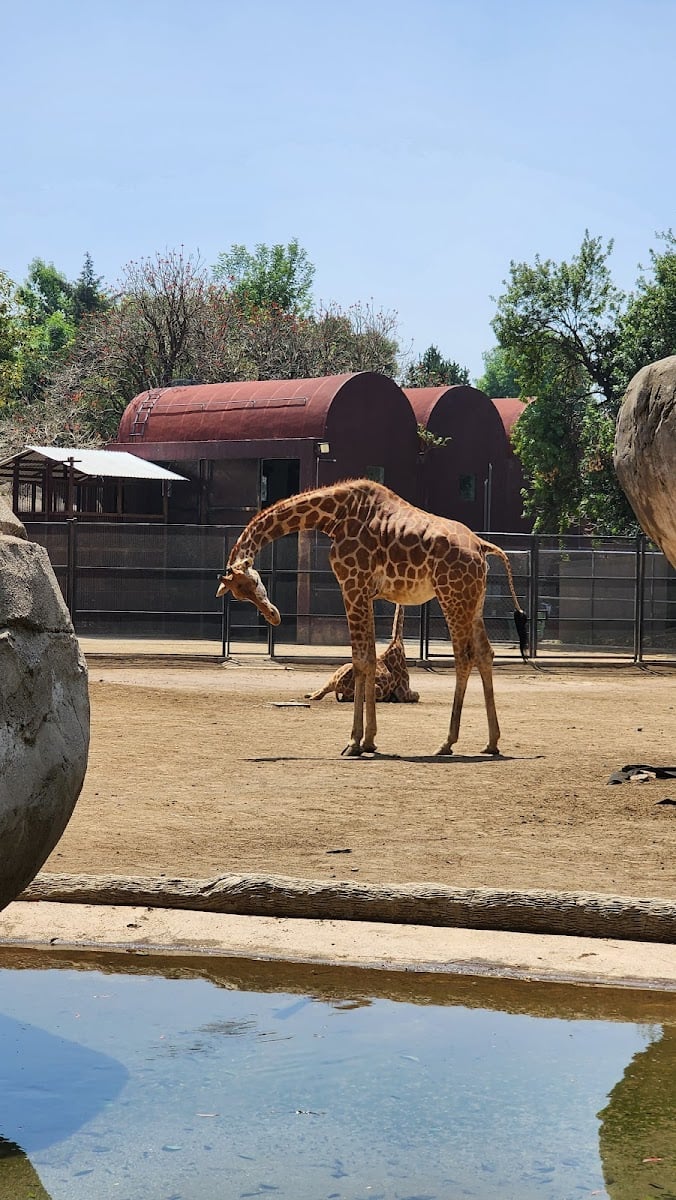 Zoológico de Chapultepec