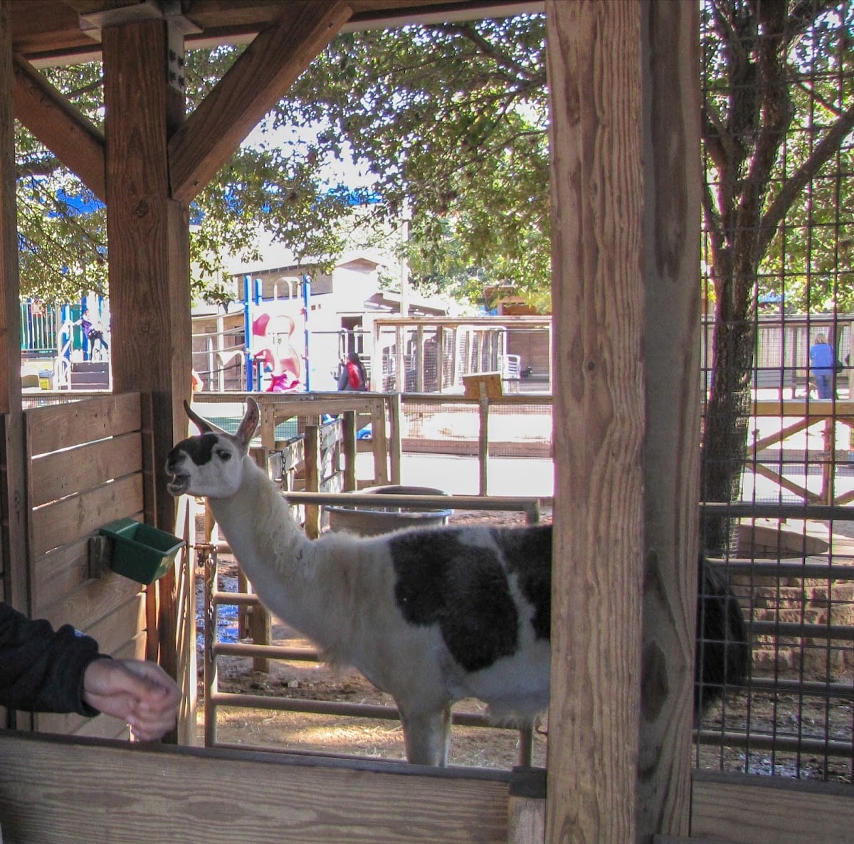 ⋆.˚ mcgovern children’s zoo ⋆.˚୨୧