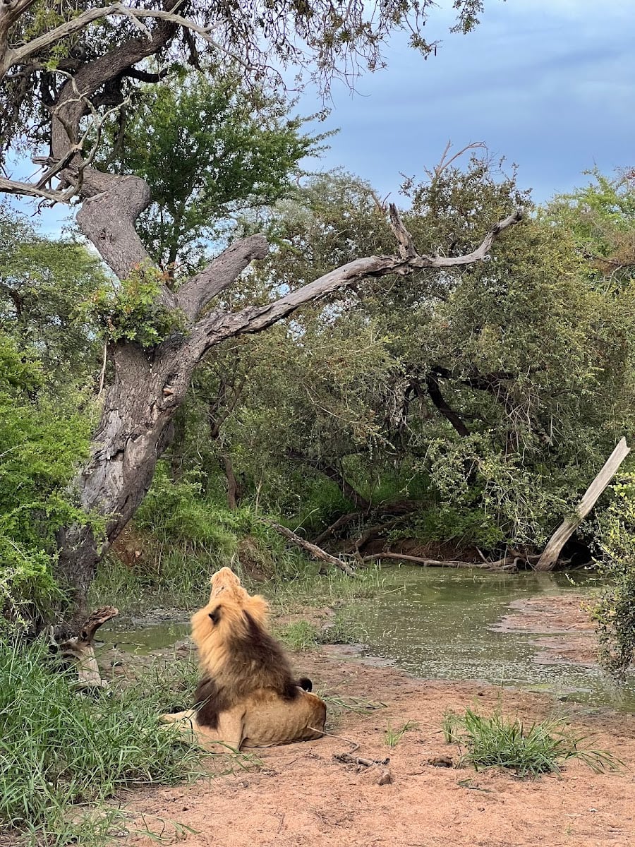Hoedspruit - Limpopo