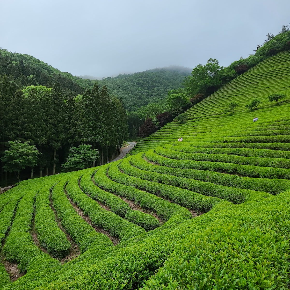 Daehan Dawon Green Tea Tourist Farm