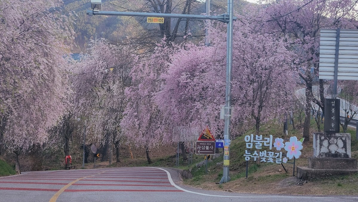 Cherry Blossom Road  - 임불리 능수벚꽃길,거창 임불마을 가는 길