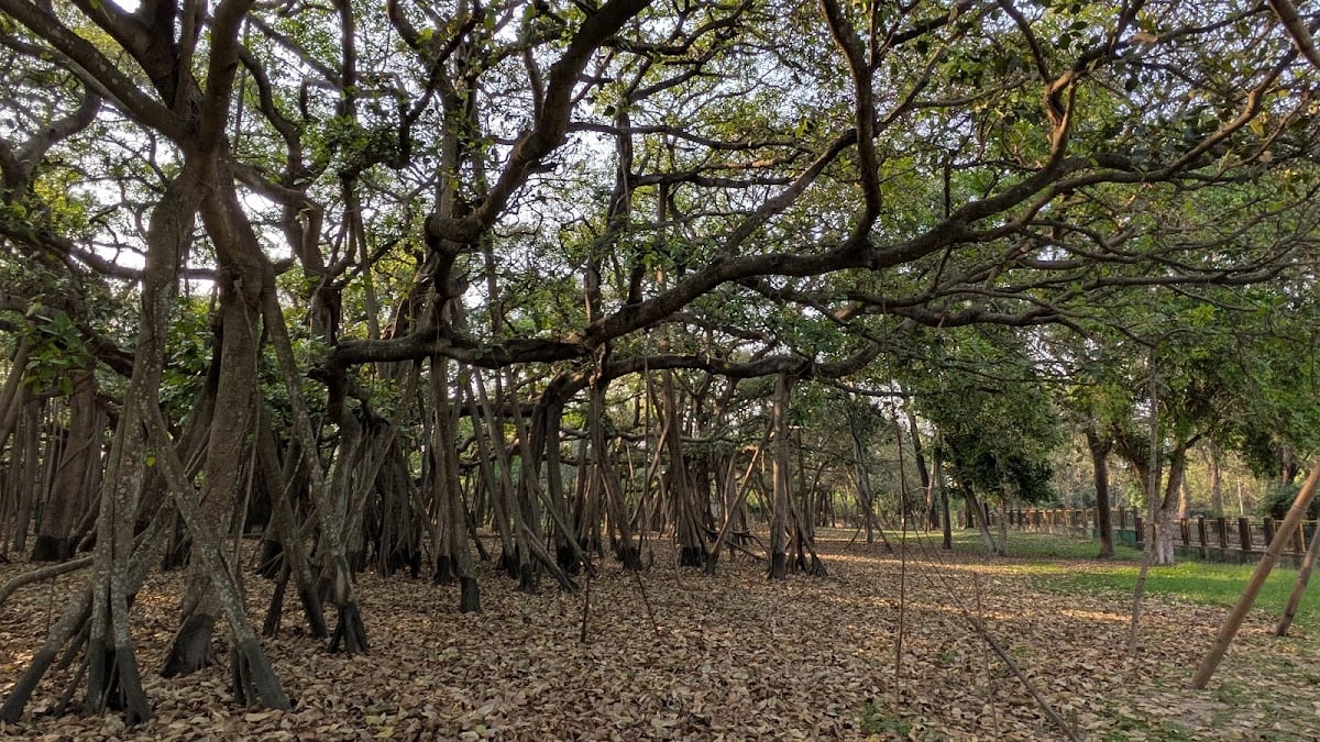 The Great Banyan Tree