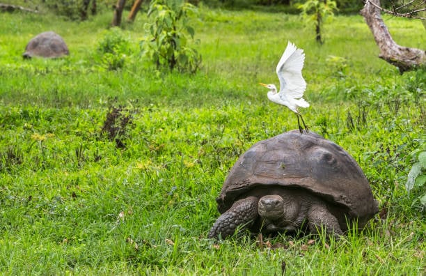 Galápagos
