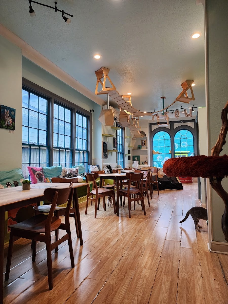 ⋆.˚ el gato cat cafe ⋆.˚୨୧