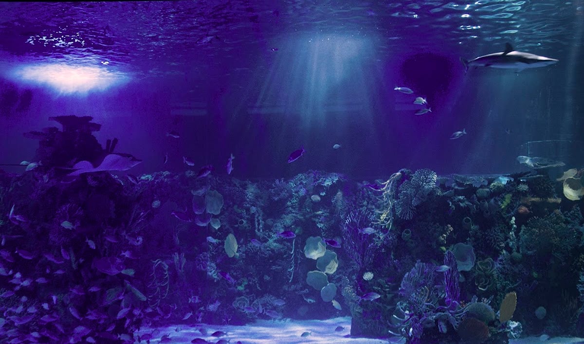 Acuario Inbursa