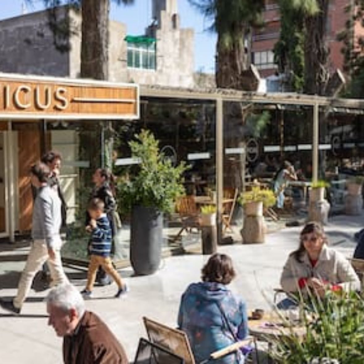 Ficus