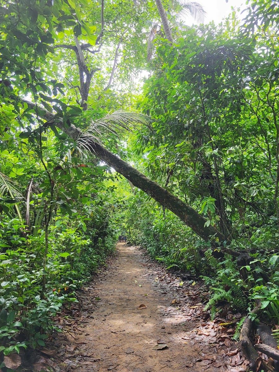 Parque Nacional Cahuita - Limón, Cahuita