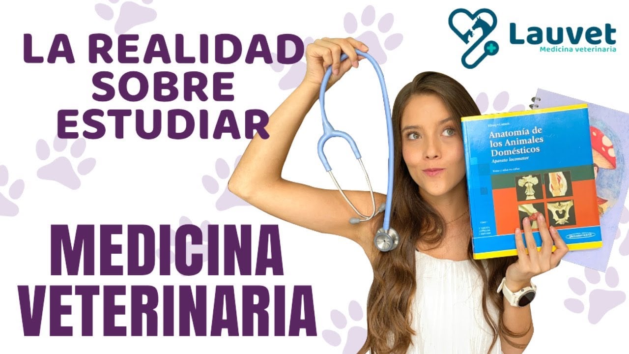 LO QUE DEBES SABER SI QUIERES ESTUDIAR VETERINARIA - Lauvet