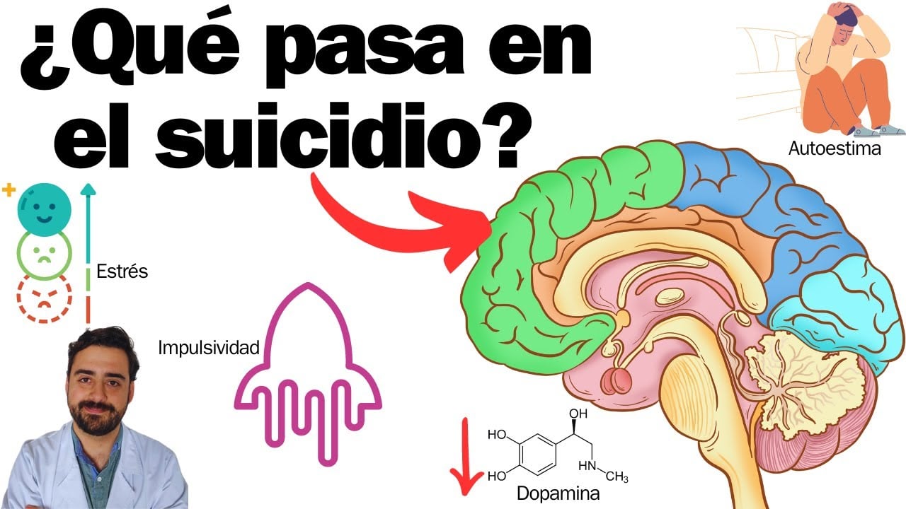 ¿Qué pasa en el cerebro de alguien que se suicida?