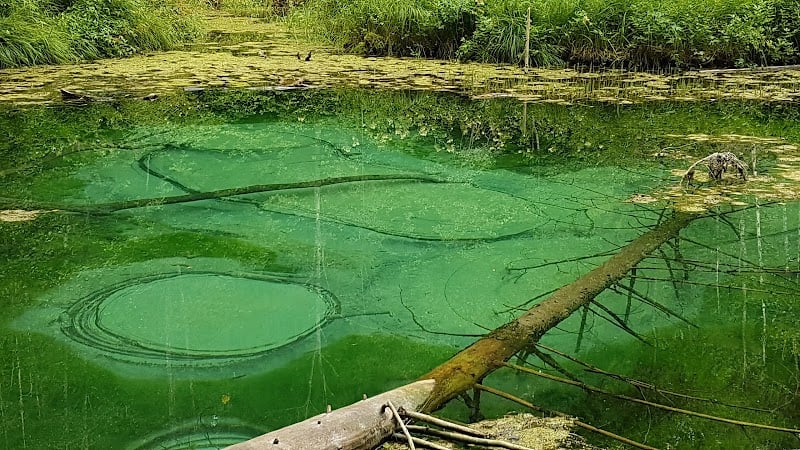 Saula Siniallikad - Saula