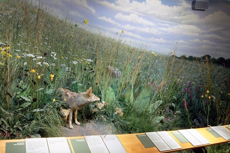 Peggy Notebaert Nature Museum - chicago