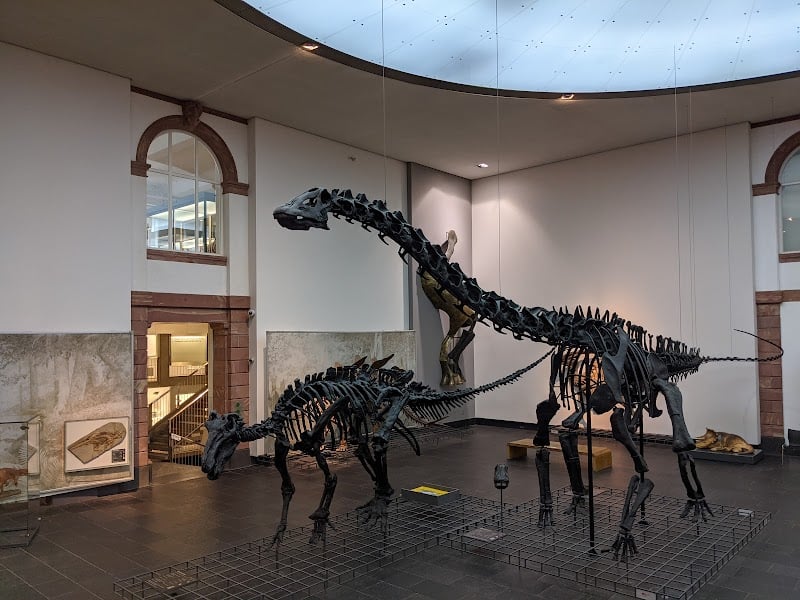 Museo de Senckenberg