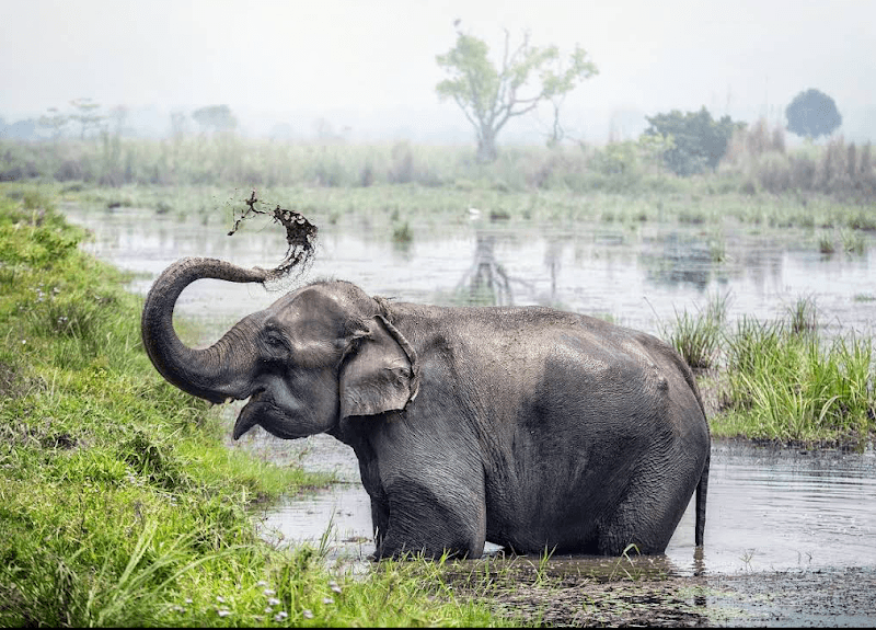 Chitwan National Park - Elephants, tigers, rhinos and so much more