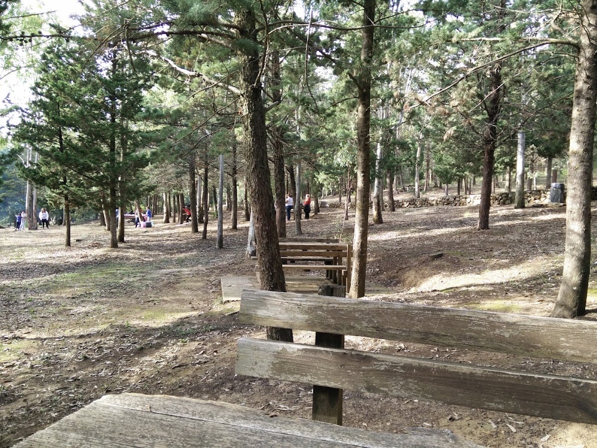 Bosco di Scorace
