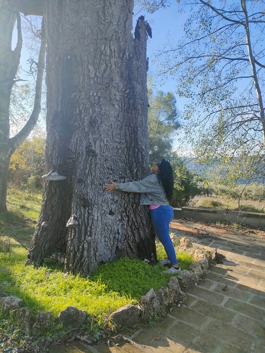 Alberi monumentali