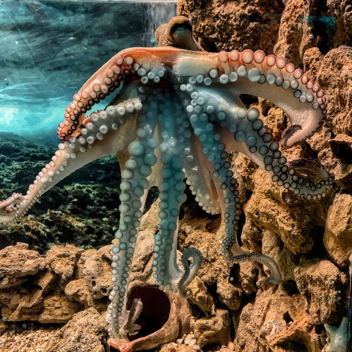 Corfu Aquarium - Sight