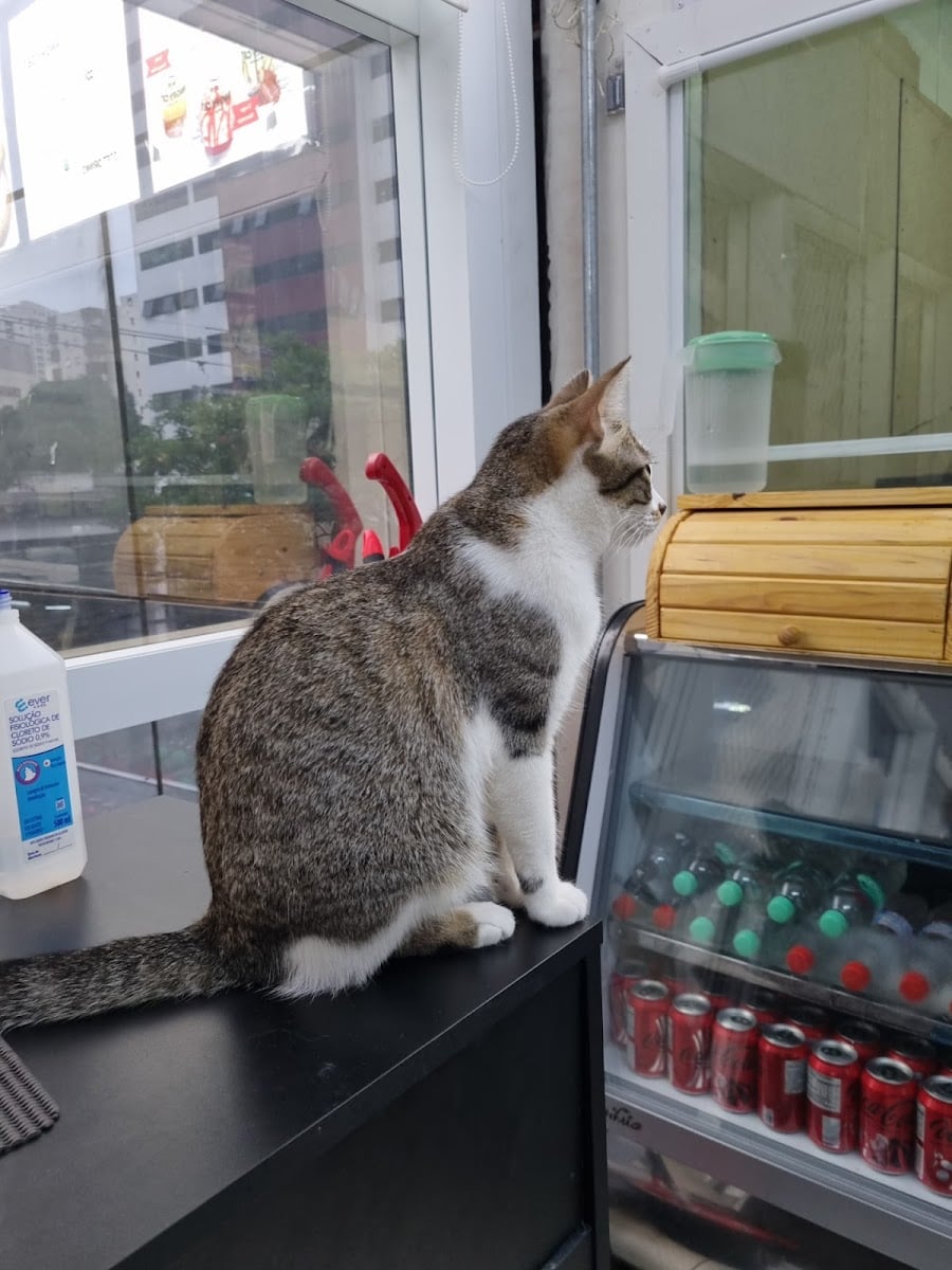 Angry Cat Coffee Shop Cat Cafe
