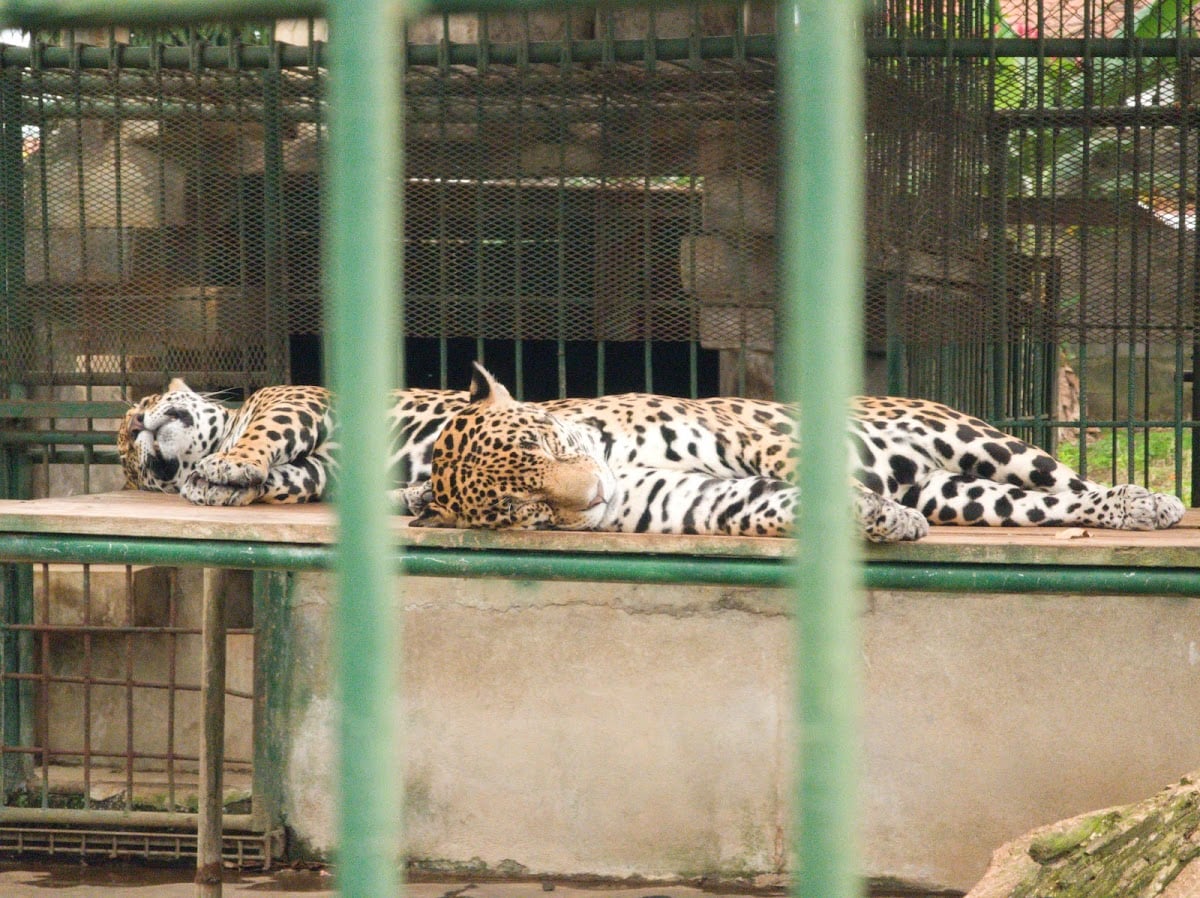 Zool贸gico Nacional de Nicaragua