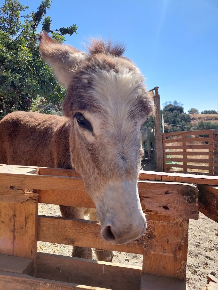 Donkey Dreamland