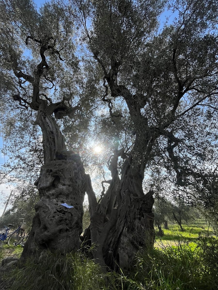 Ulivo di Antignano