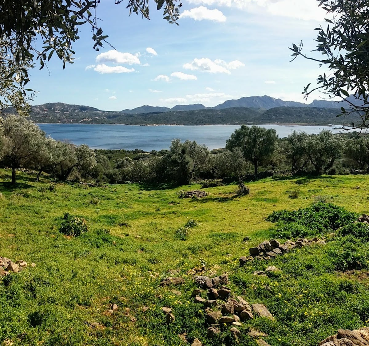 Cugnana Verde