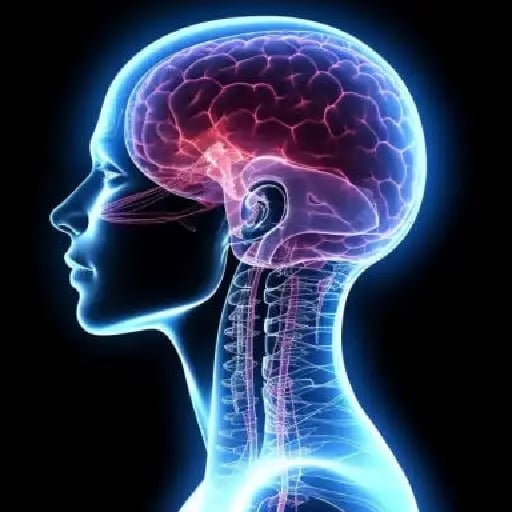 Cerebro humano