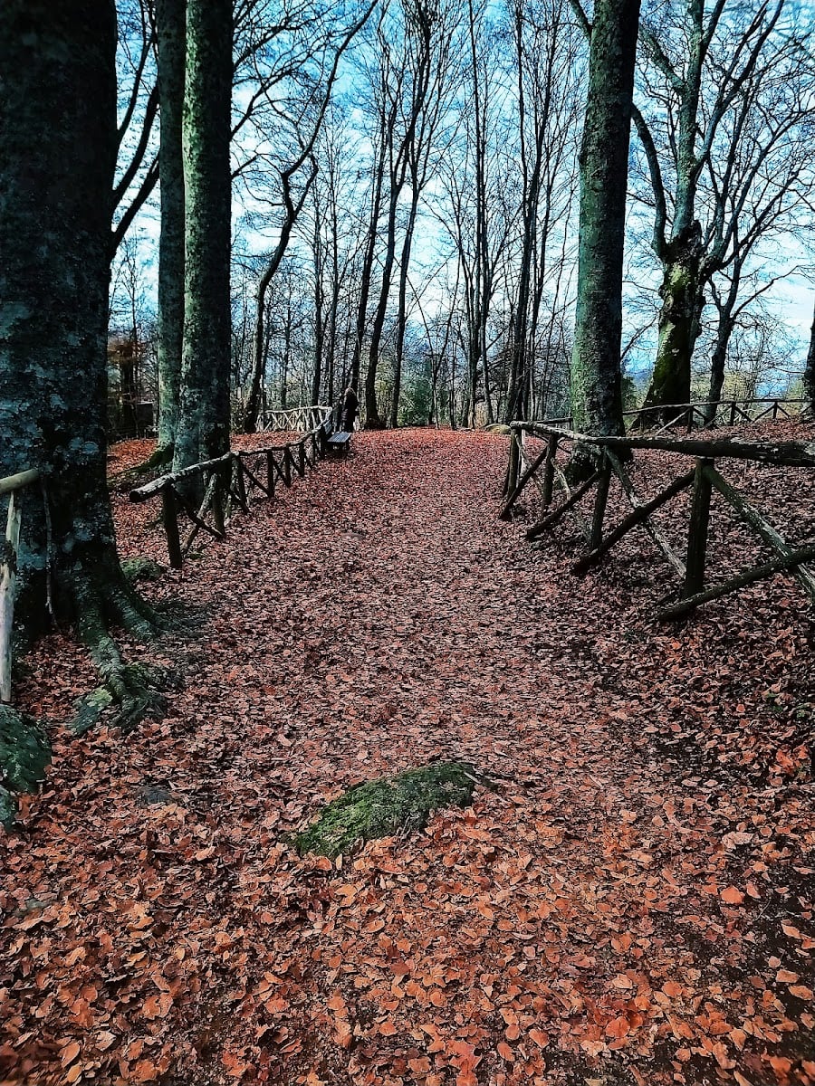 Faggeta del Monte Cimino