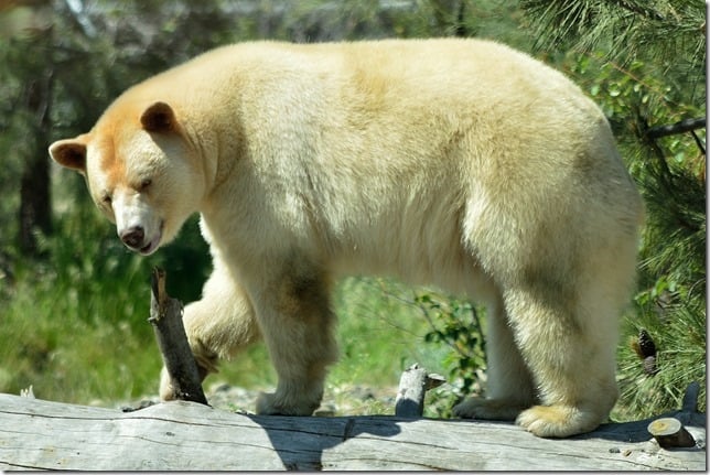 BC Wildlife Park