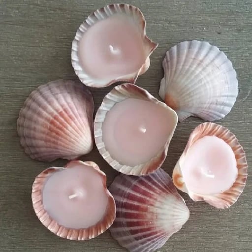 Seashell candles