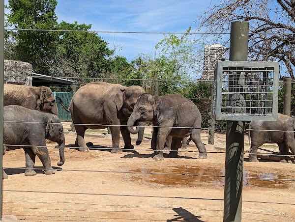 Houston Zoo