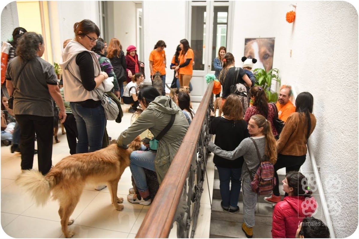 Espacio ASH (Animales Sin Hogar)
