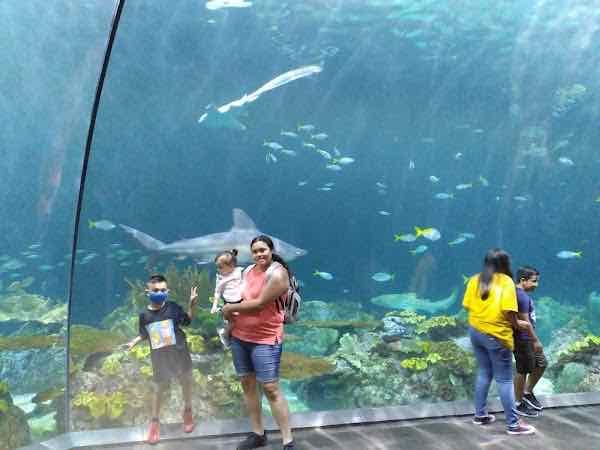 Shedd Aquarium