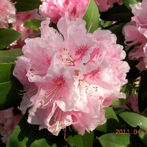 Rododendro - Sabiduría.