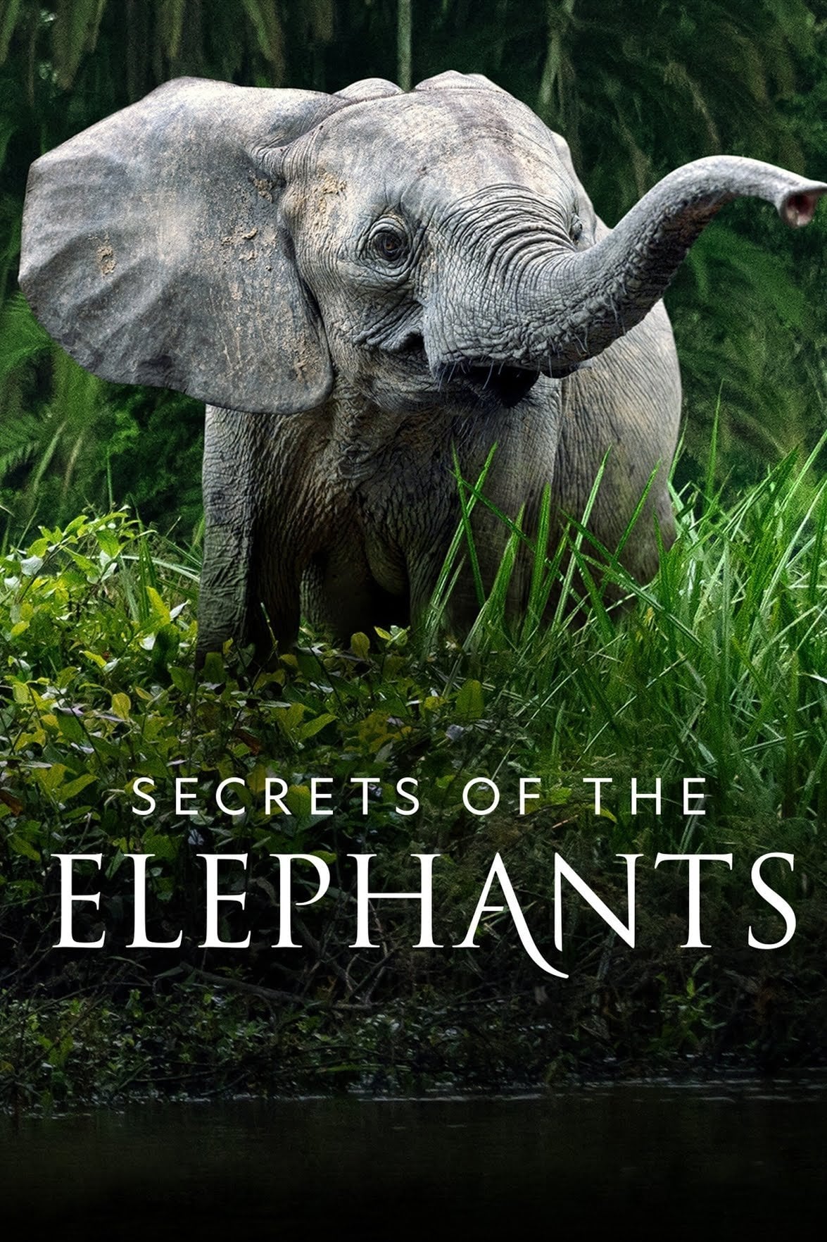 Secrets of the Elephants - Josh Helliker, Glenn Barden, Fleur Bone · 2023