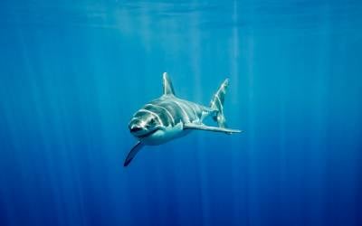 OCEARCH - Protect our Sharks. Protect our oceans. - OCEARCH - Uncovering the secrets of the ocean’s