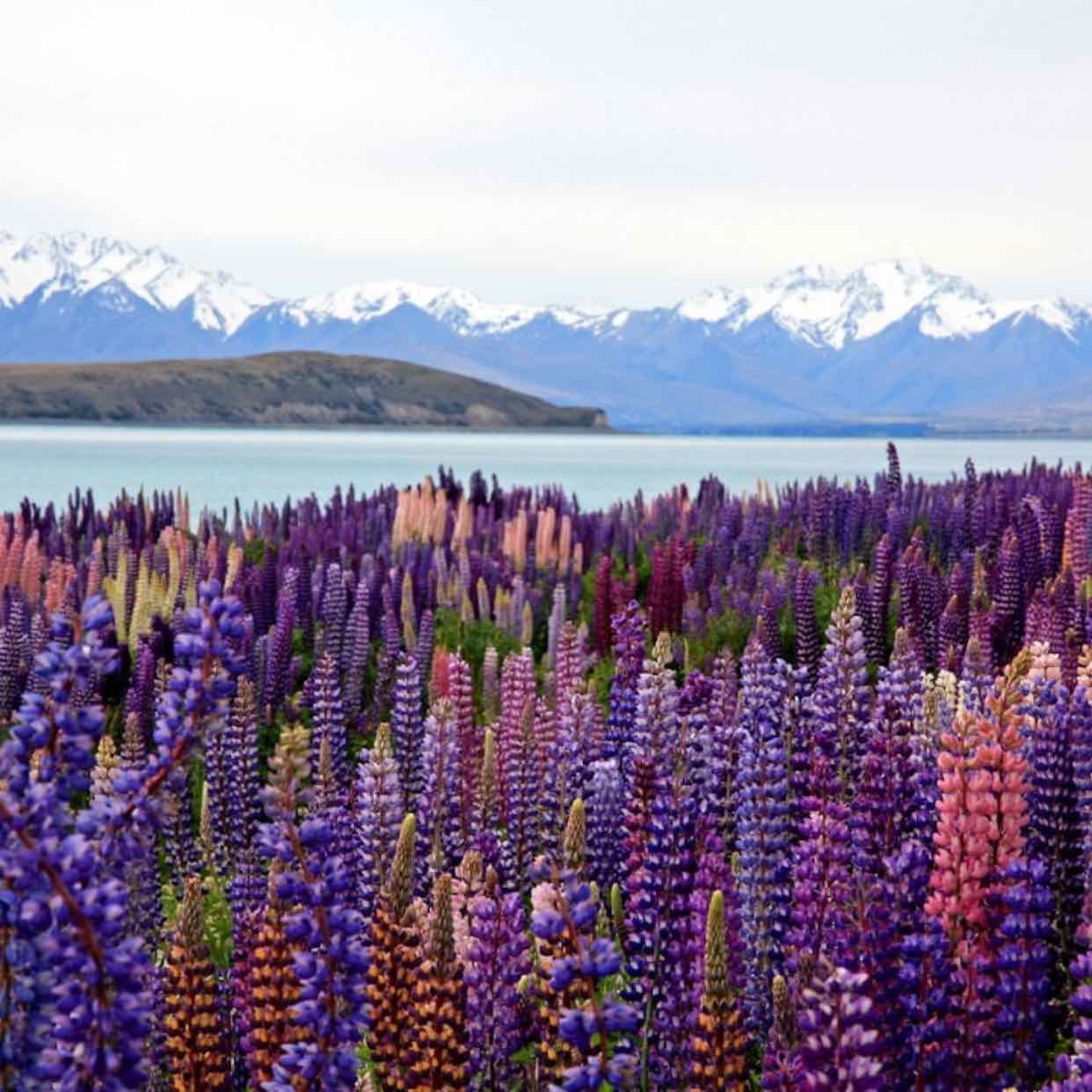 New Zealand