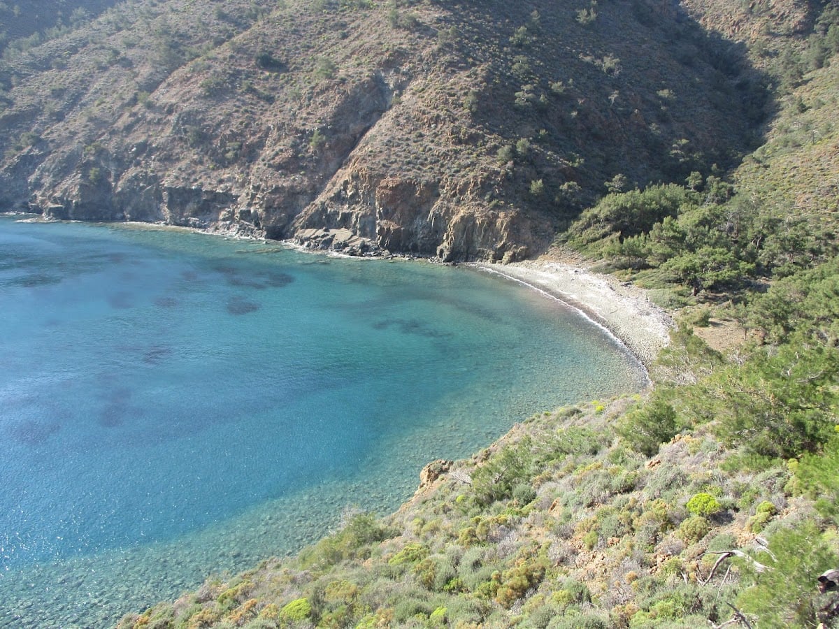 Akvaryum Koyu