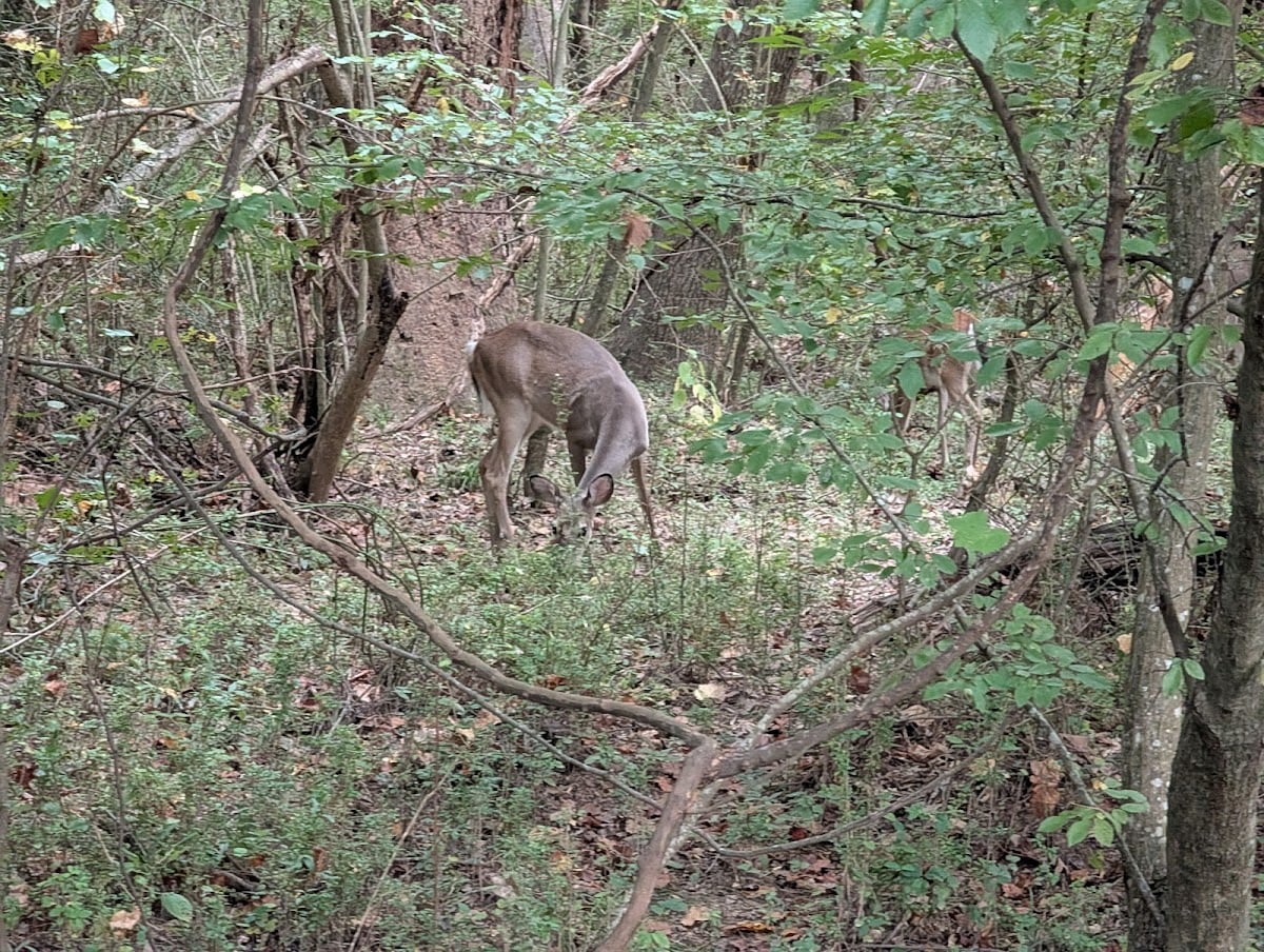 Suwanee Creek Greenway