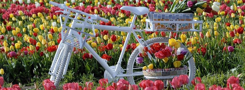 TuliPark - Roma - Store · Lazio, Roma