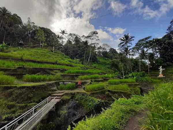 Rice Terrace Trekking & Swing Uma Ceking