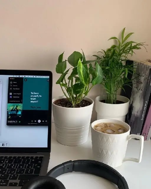 plant - you can give the plant a name ♡