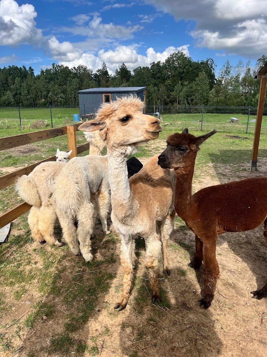 Alpaca Family Park - Alpakų ūkis