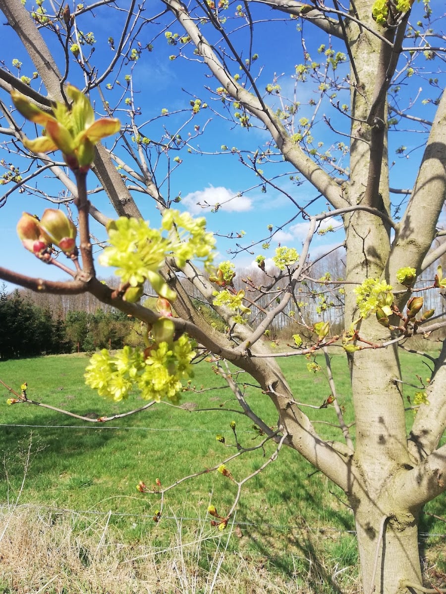 Prądocin