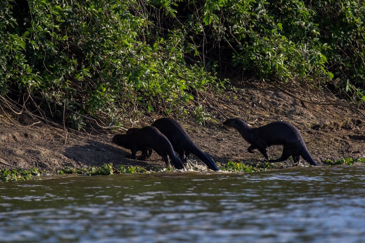 Pantanal paraguayo - Alto Paraguay