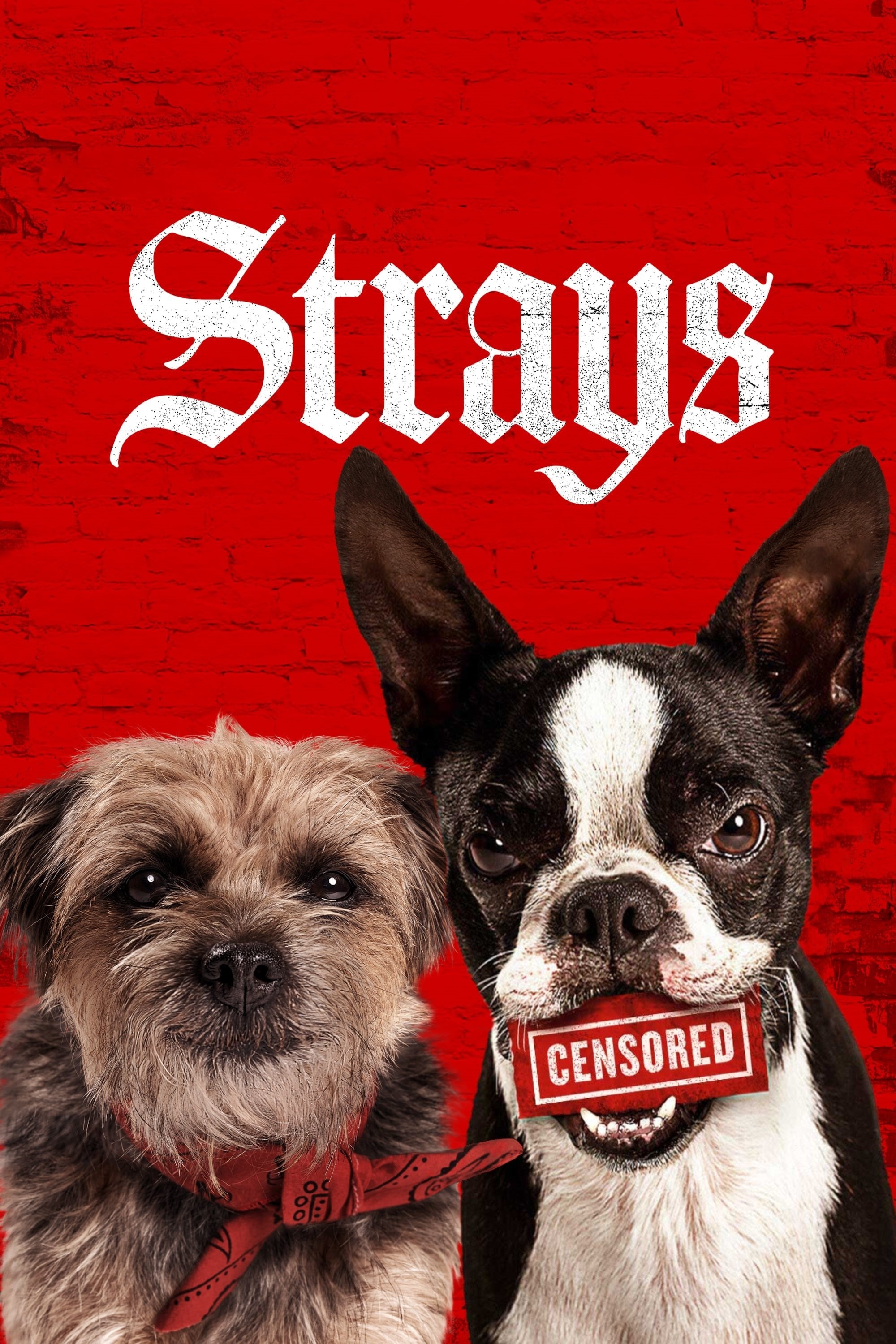 Strays - Josh Greenbaum · 2023