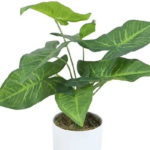 Planta decorativa - Preferiblemente natural
