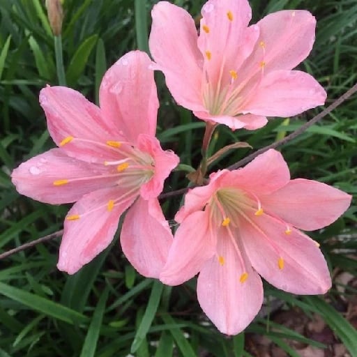 🌺