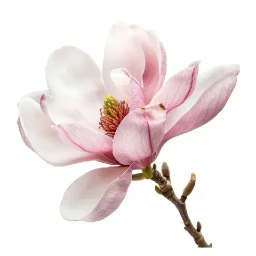 Magnolia - Es fuerte y delicada al mismo tiempo. Me gusta pensar que es la flor perfecta para alguien que ha superado mucho.