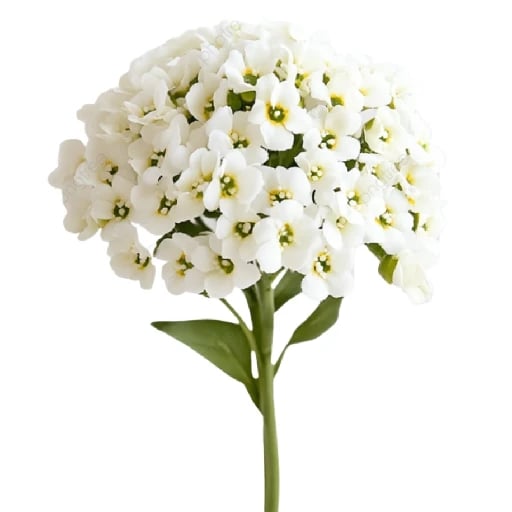 Alyssum - Pequeñísimas flores agrupadas en racimos, desprenden un aroma dulce que atrae mariposas y abejas.