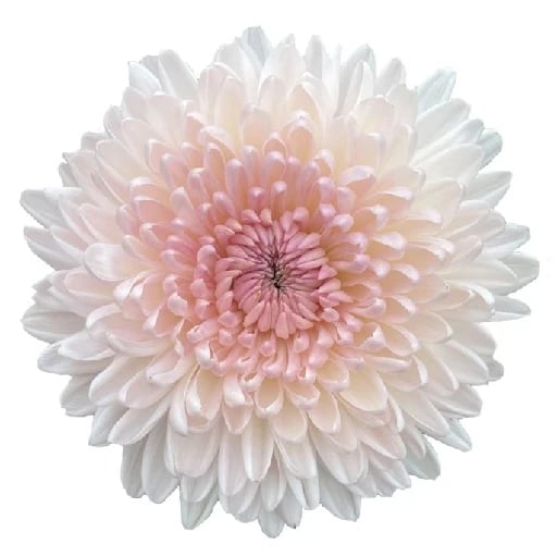 Dalia - En la era victoriana, regalar una dalia significaba compromiso duradero y elegancia interior. Un dato interesante es que cada flor de dalia es en realidad un conjunto de flores pequeñas llamadas flósculos, organizadas con precisión matemática.